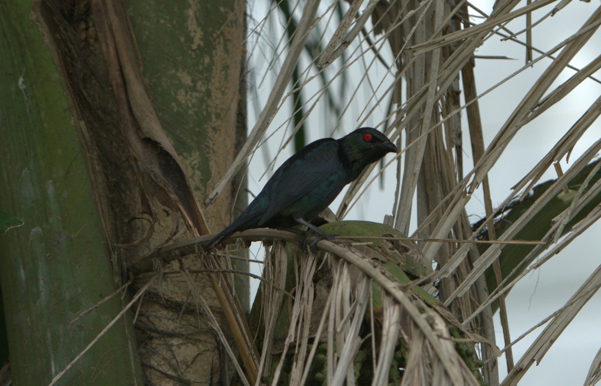 špaček rudooký - ML646029396