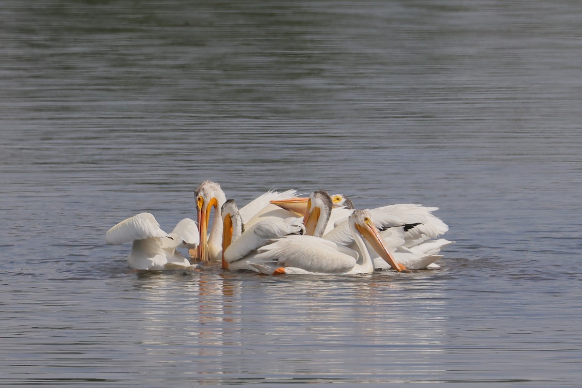 Pelícano Norteamericano - ML646029401