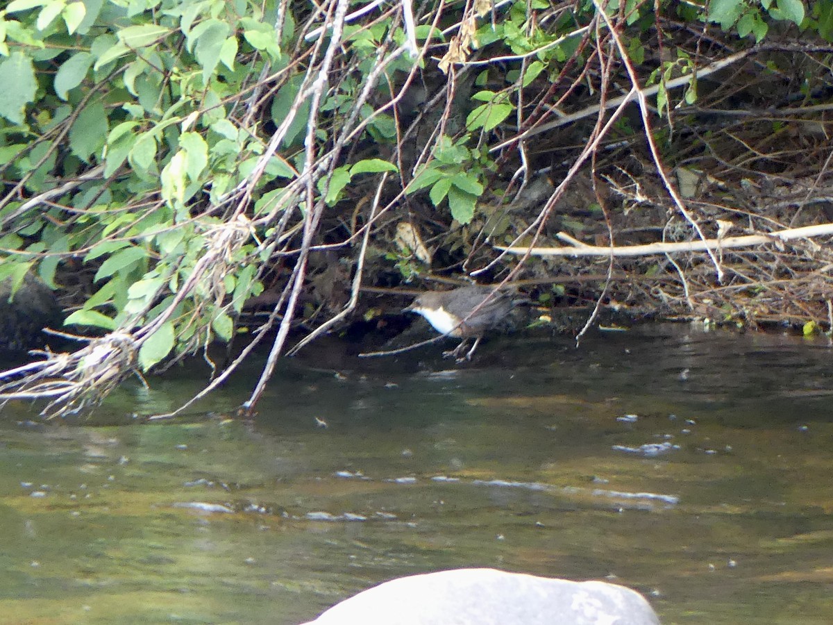 Пронурок біловолий - ML646029404