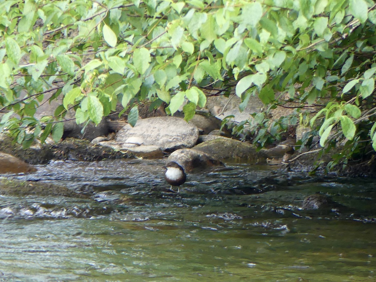 Пронурок біловолий - ML646029405