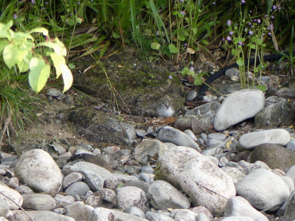 Пронурок біловолий - ML646029406