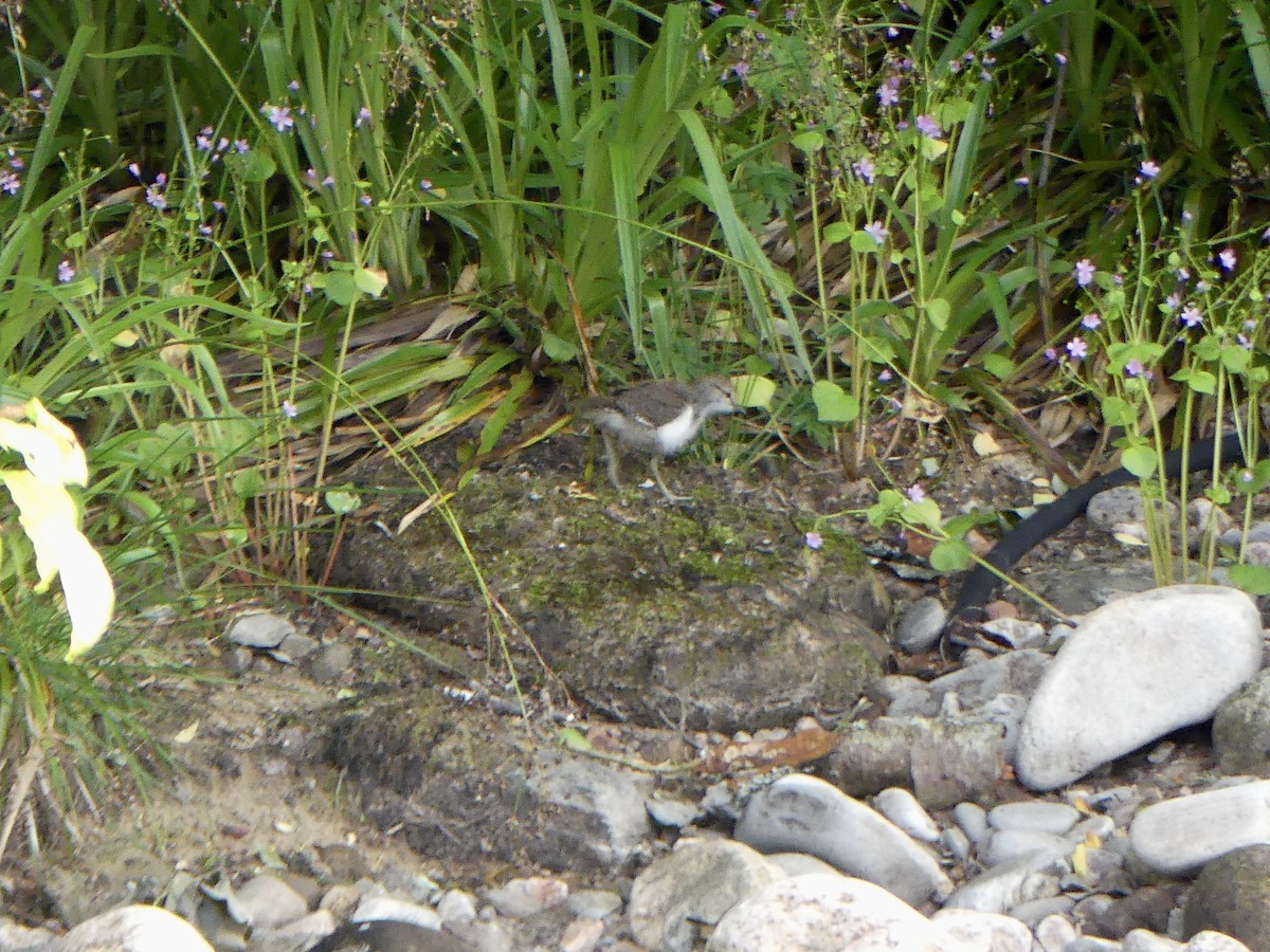 Пронурок біловолий - ML646029407