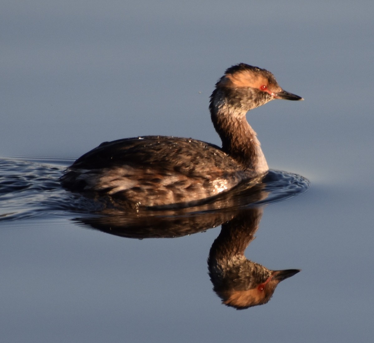 Красношейная поганка - ML646029408