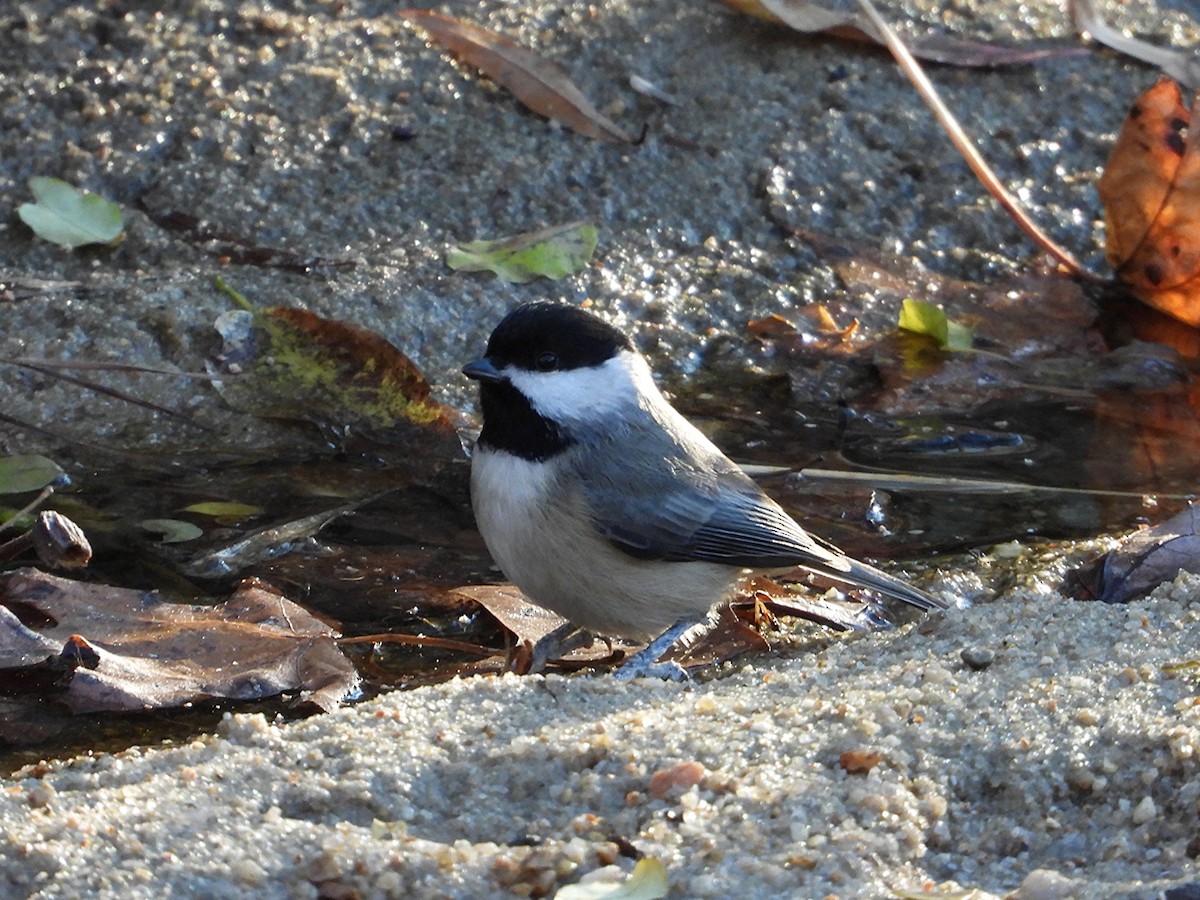 Carolina Chickadee - ML646029409