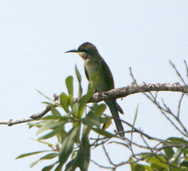 vlha modroocasá - ML646029410