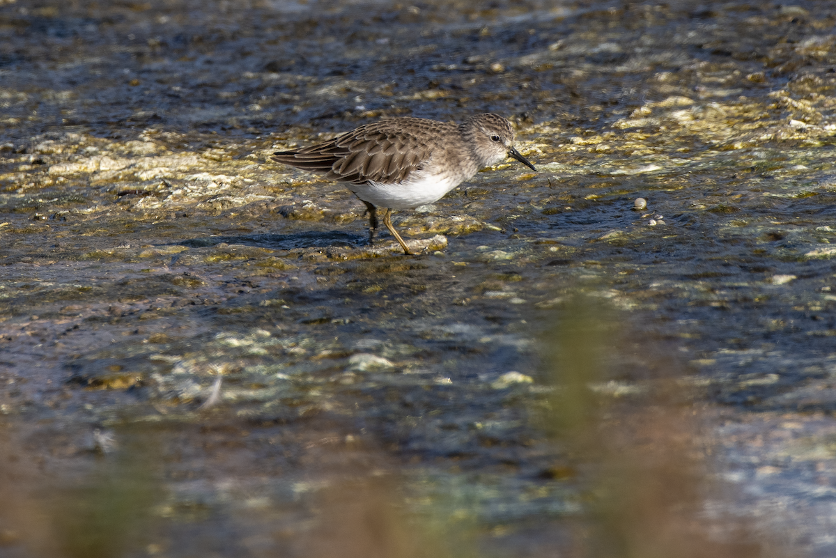 Least Sandpiper - ML646029412