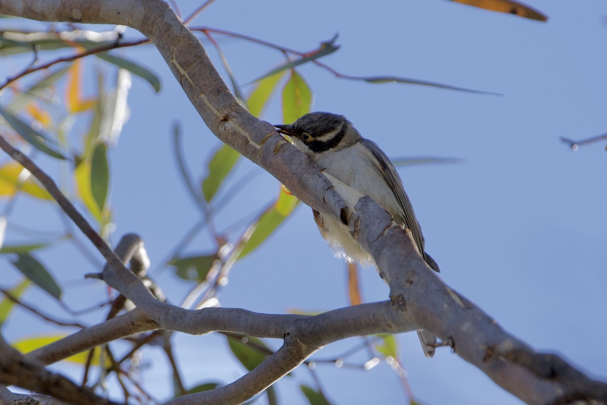 Brown-headed Honeyeater - ML646029413