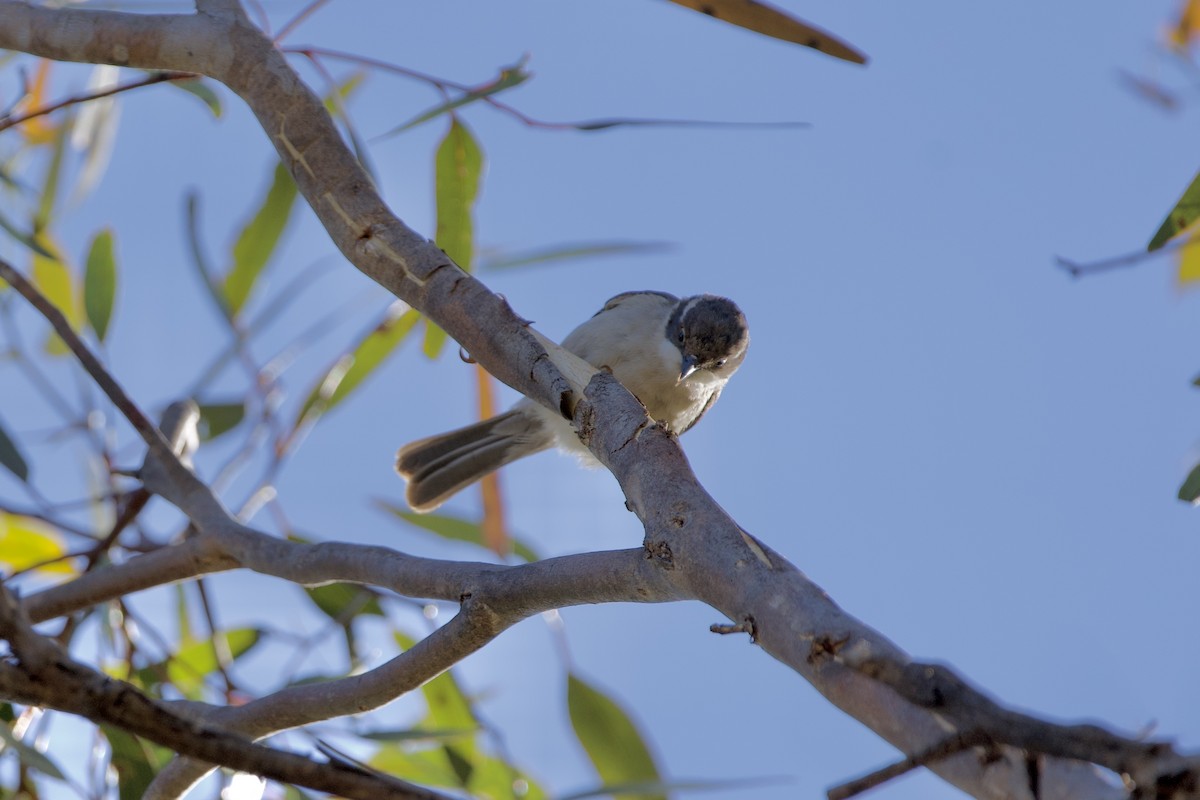 Brown-headed Honeyeater - ML646029414