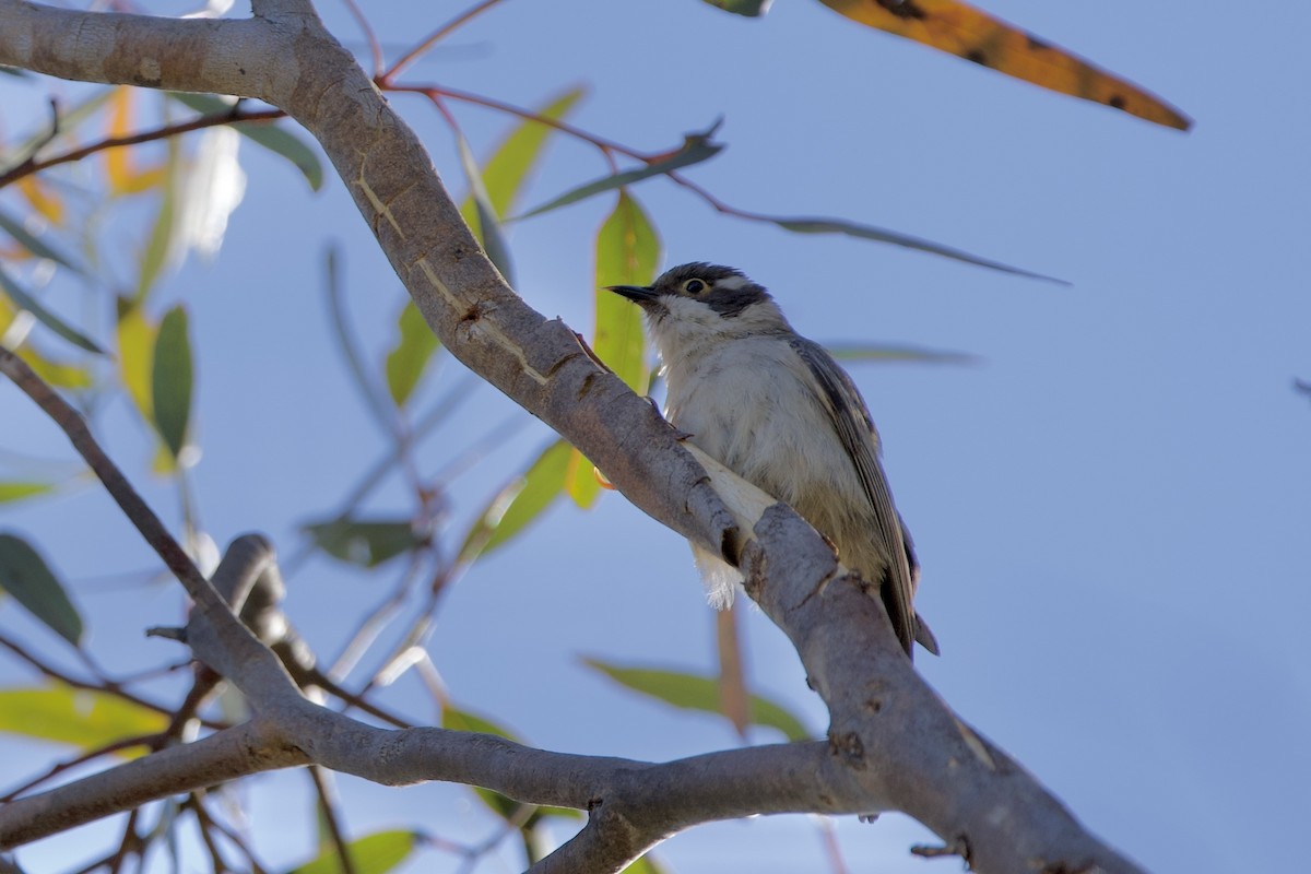 Brown-headed Honeyeater - ML646029415