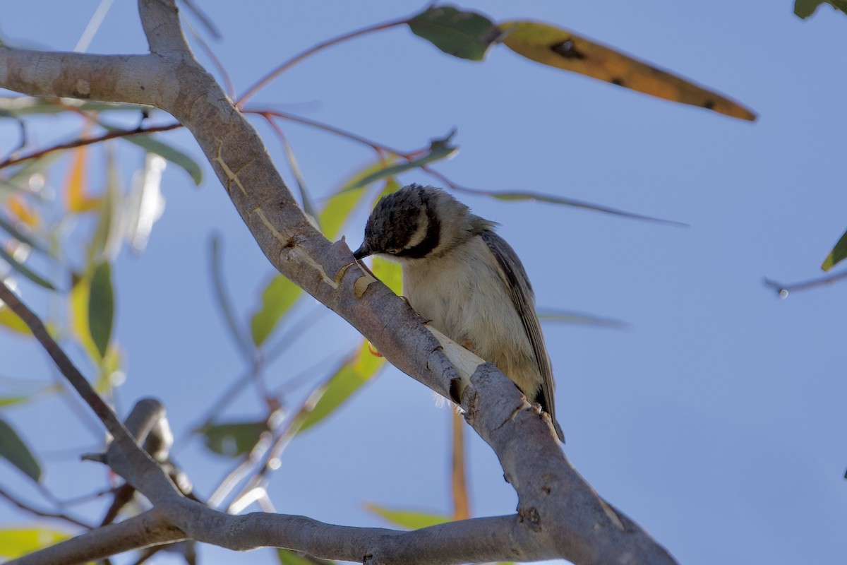 Brown-headed Honeyeater - ML646029416