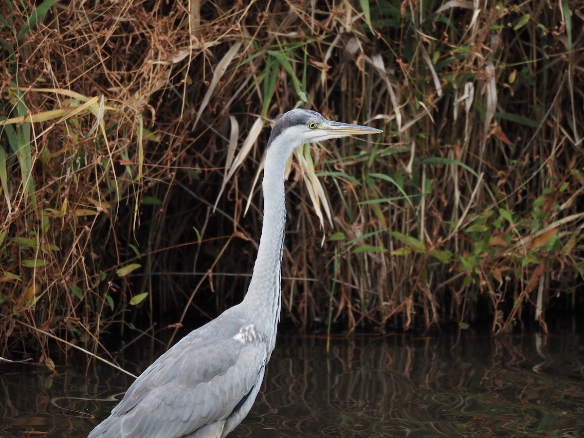 蒼鷺 - ML646029420