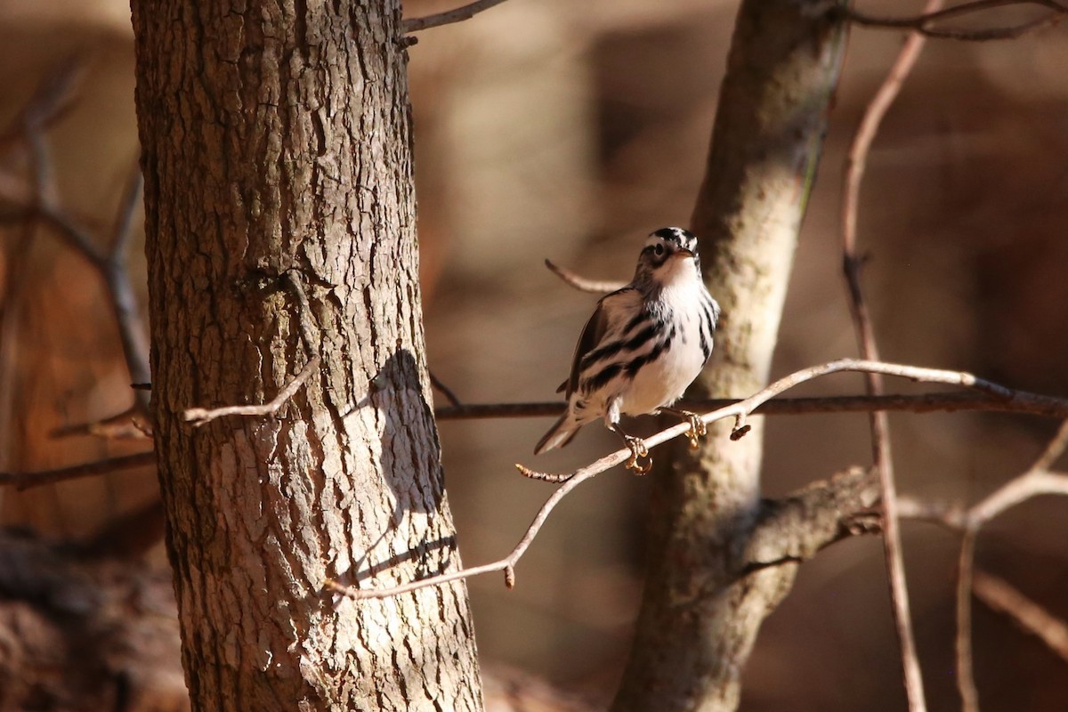 シロクロアメリカムシクイ - ML646029421