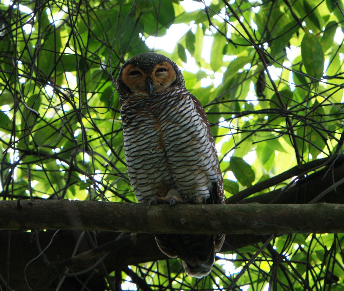 puštík tečkovaný - ML646029424