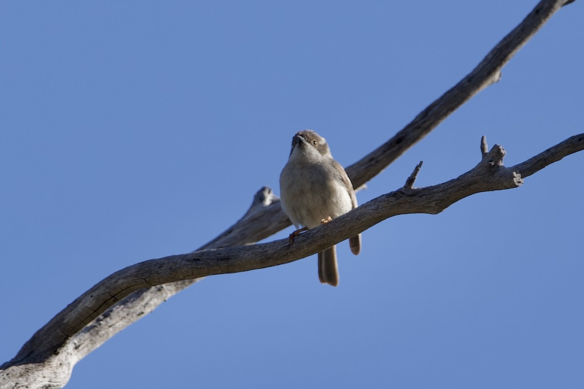 Brown-headed Honeyeater - ML646029426