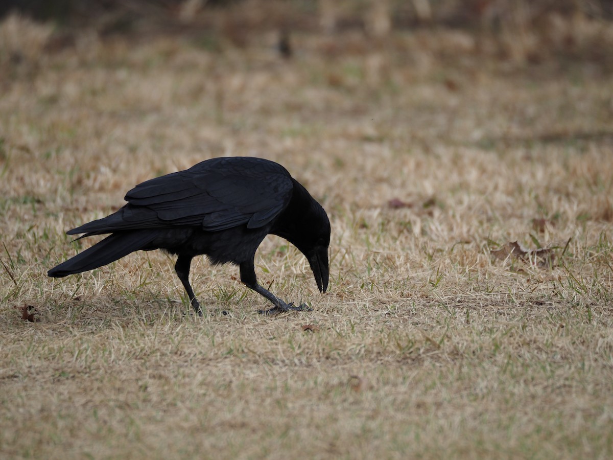 小嘴烏鴉 - ML646029433