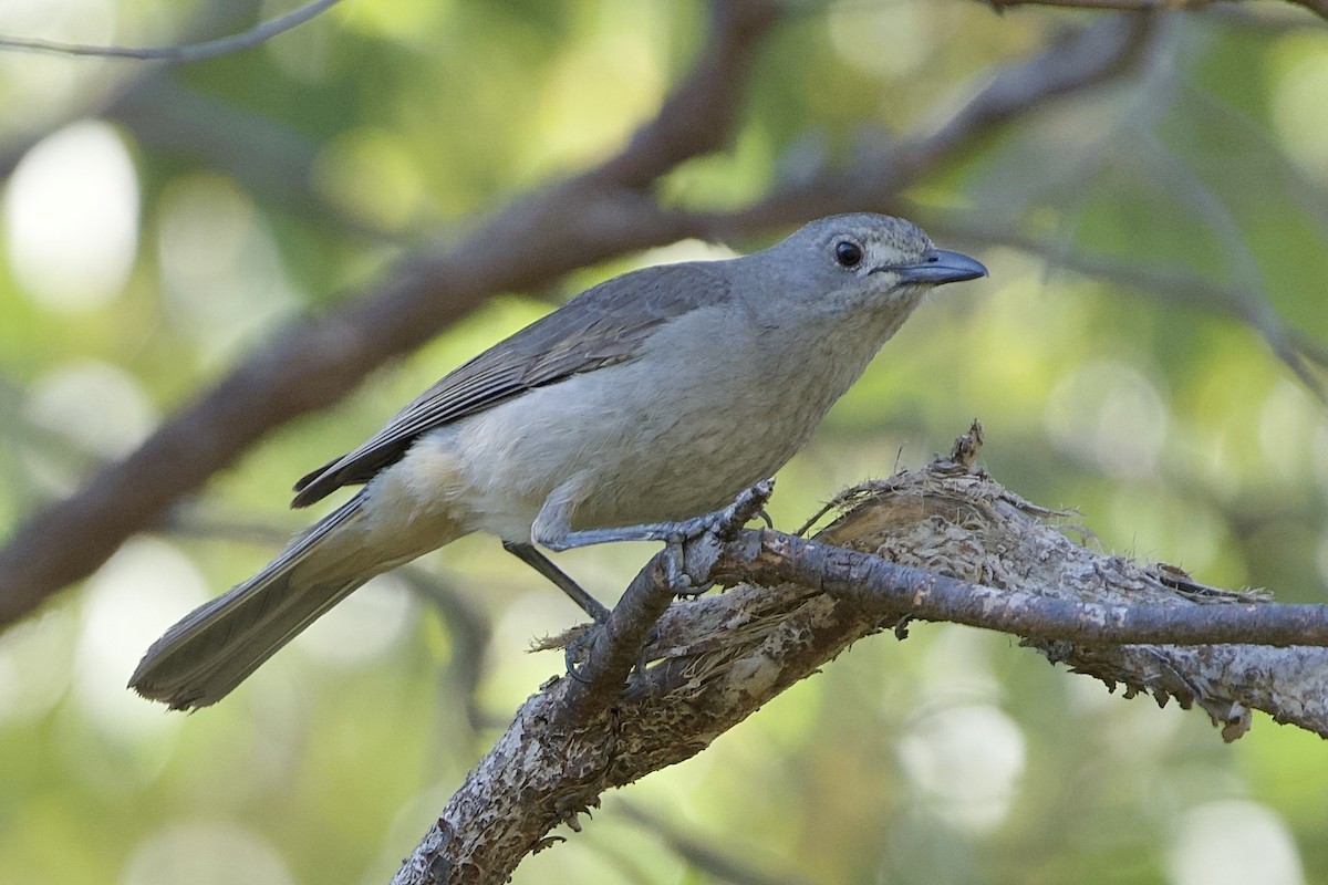 Gray Shrikethrush - ML646029434