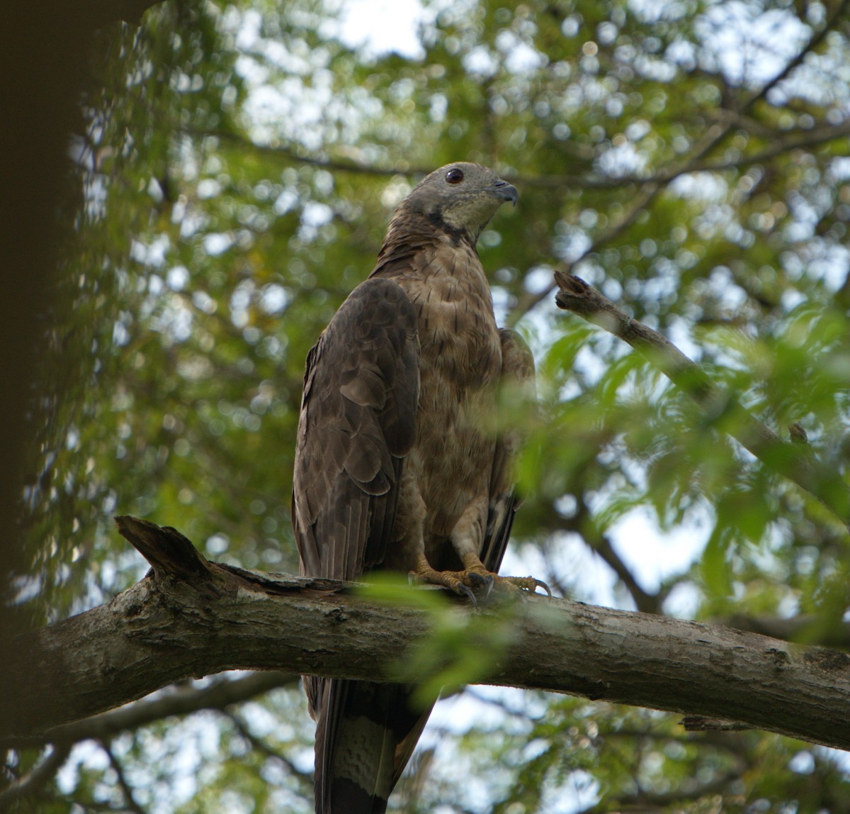 včelojed chocholatý (ssp. orientalis) - ML646029435