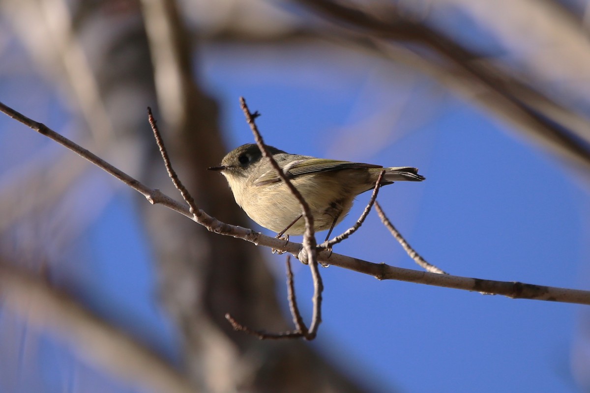 ルビーキクイタダキ - ML646029436