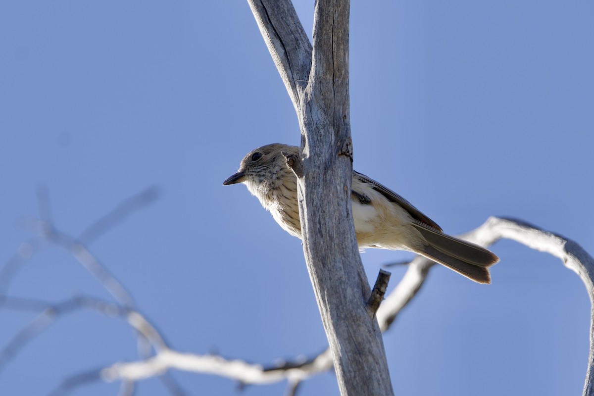 Rufous Whistler - ML646029439