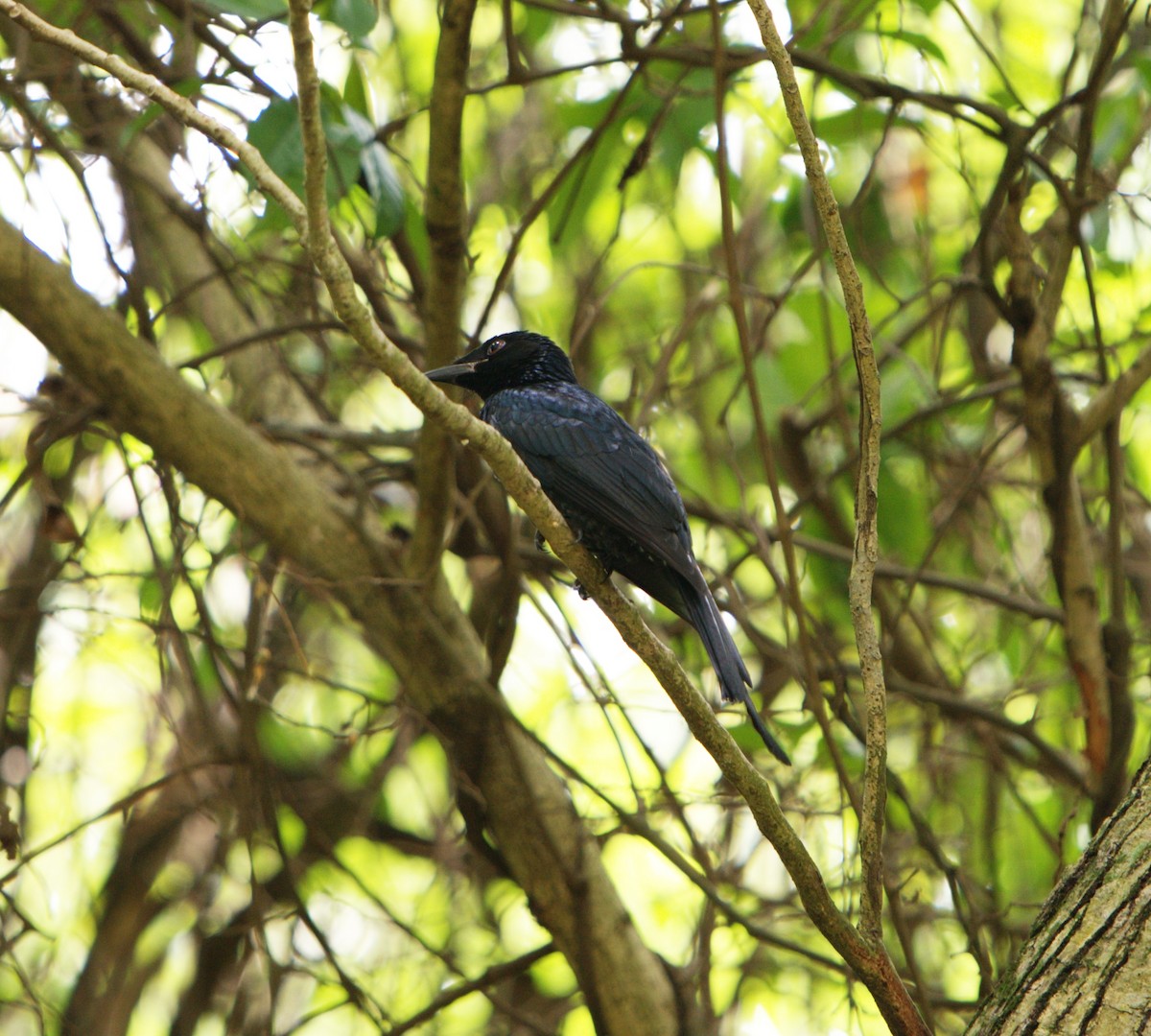 Crow-billed Drongo - ML646029440