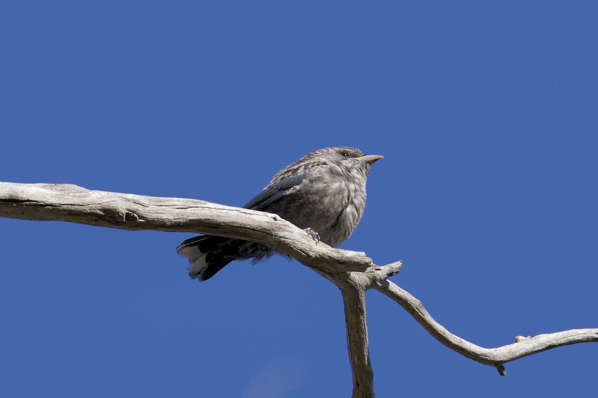 Dusky Woodswallow - ML646029444