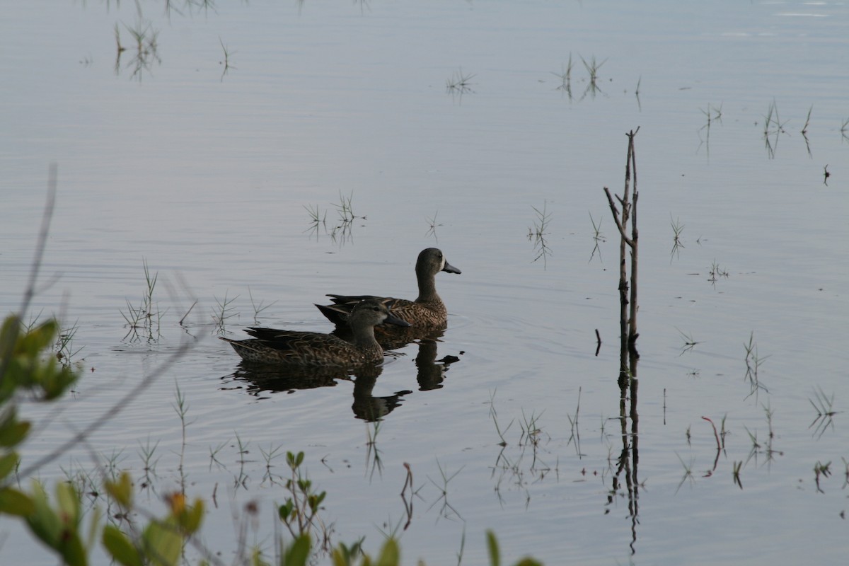 Blue-winged Teal - ML646029446