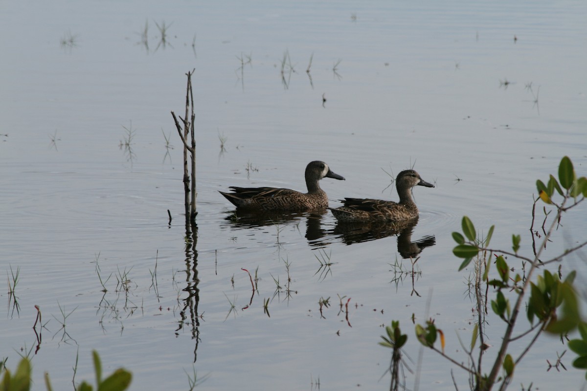 Blue-winged Teal - ML646029447