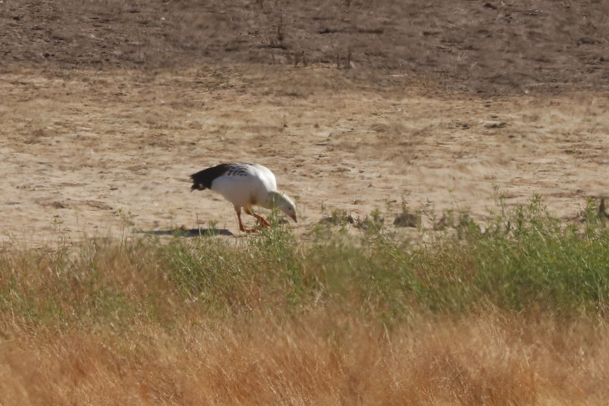 Andean Goose - ML646029448