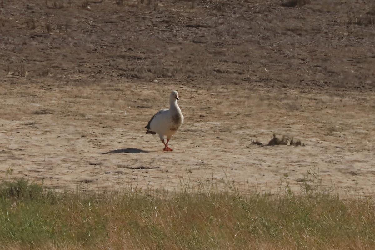 Andean Goose - ML646029449