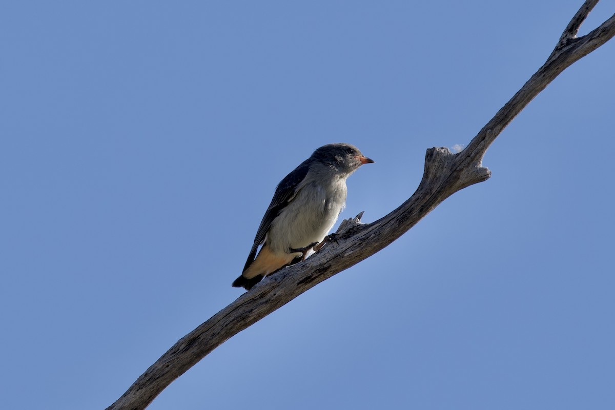 Mistletoebird - ML646029450