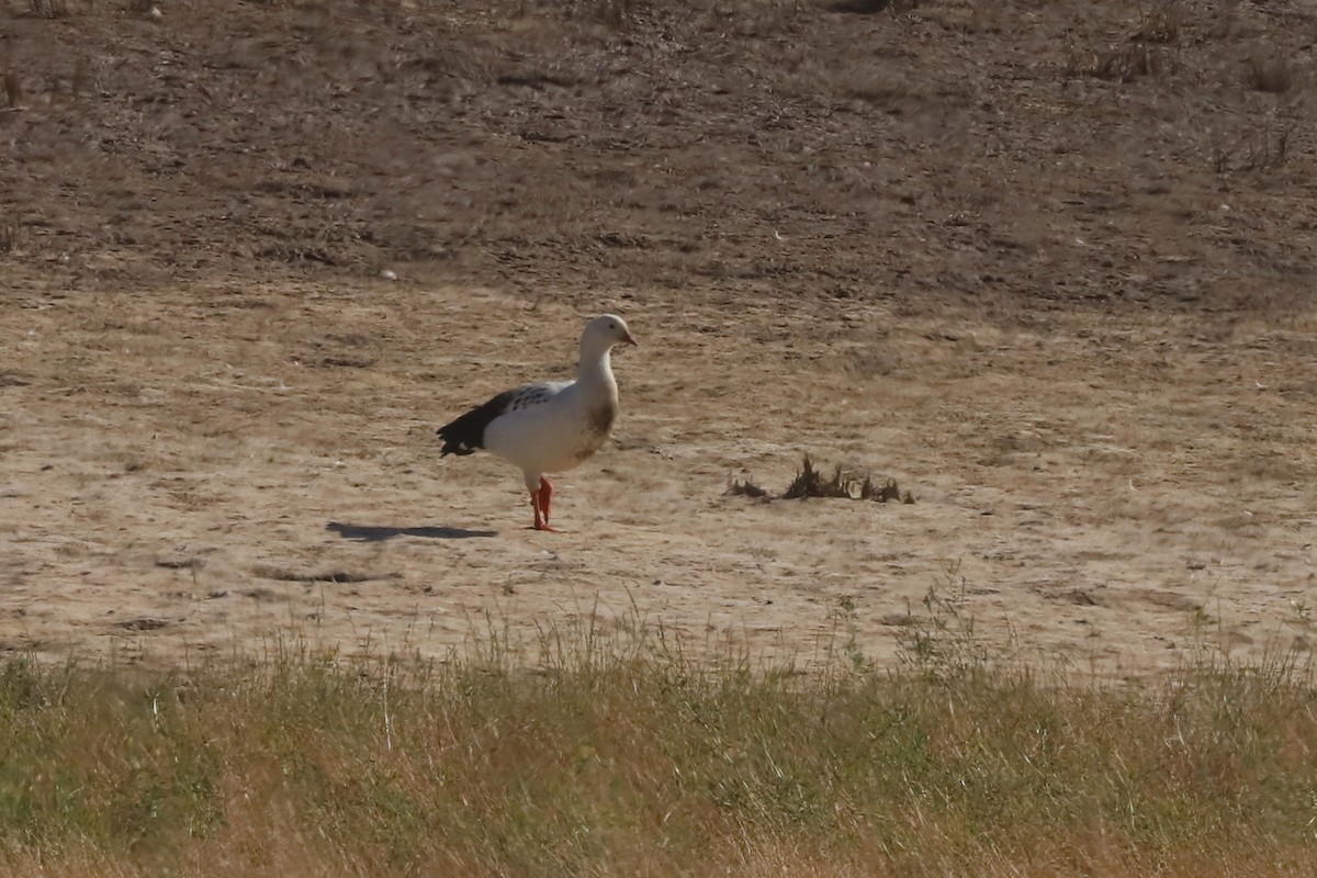 Andean Goose - ML646029451