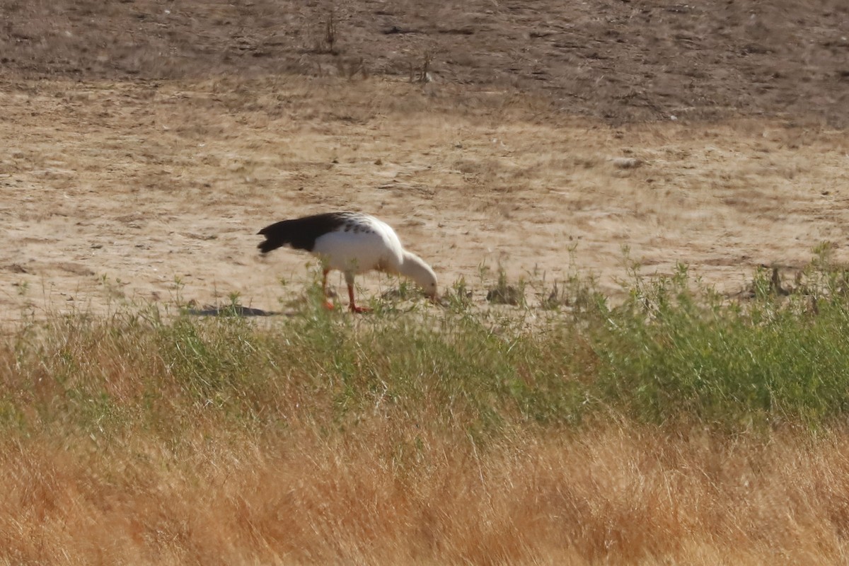 Andean Goose - ML646029452