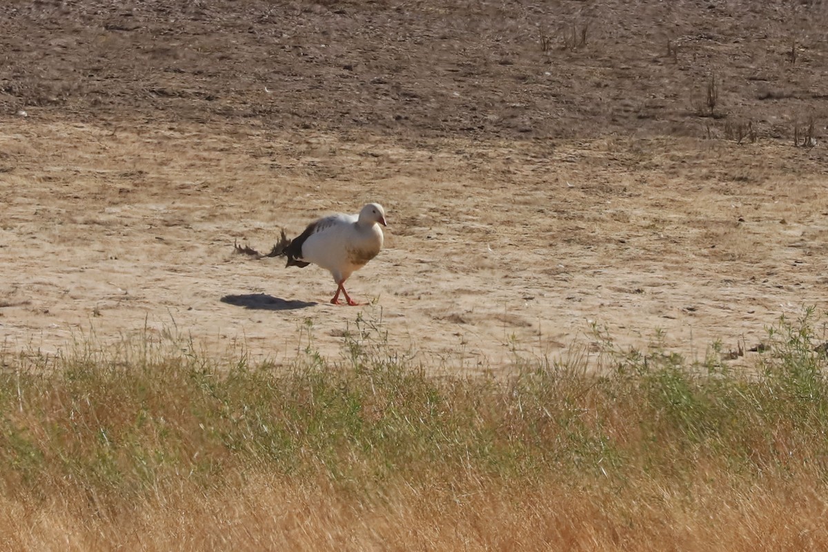 Andean Goose - ML646029453