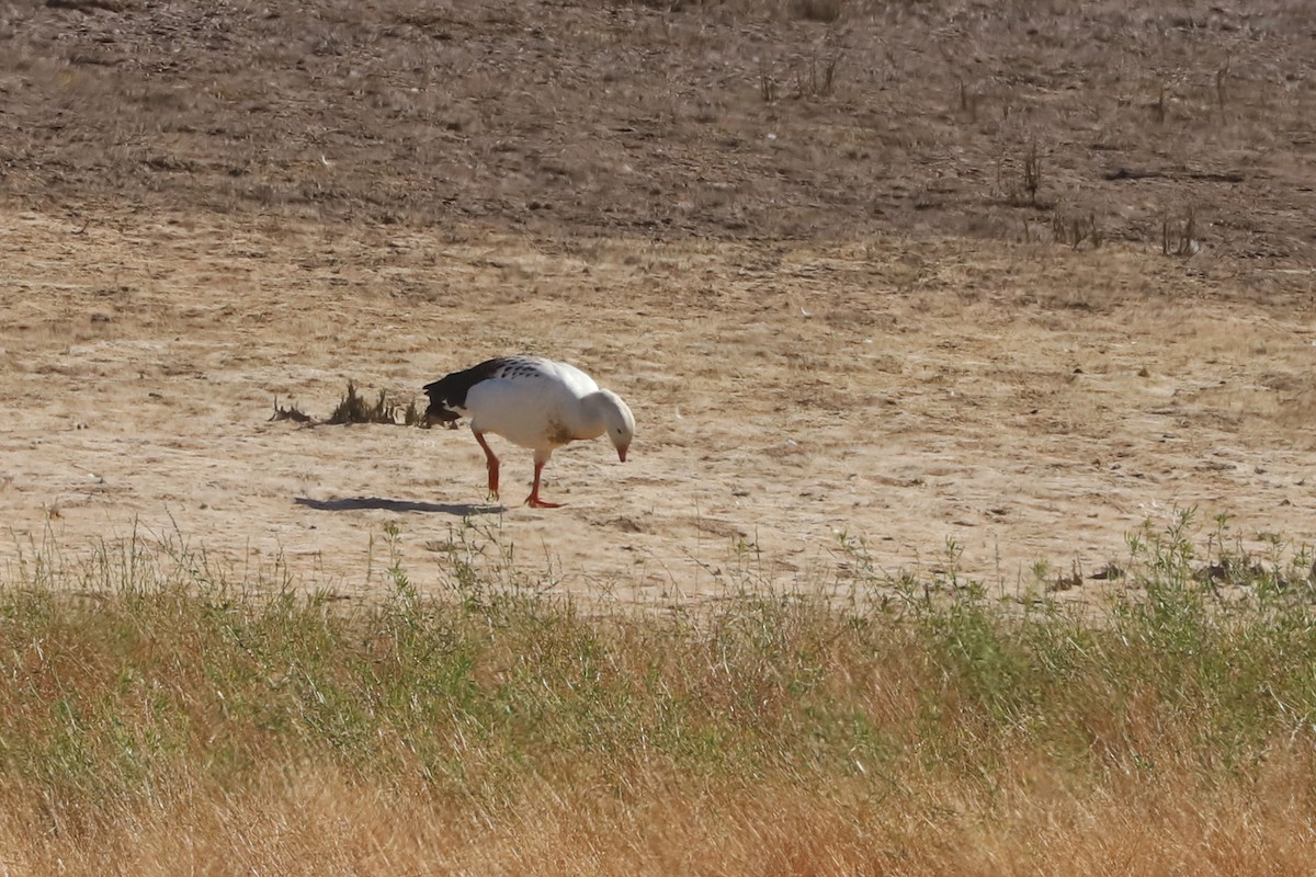 Andean Goose - ML646029454