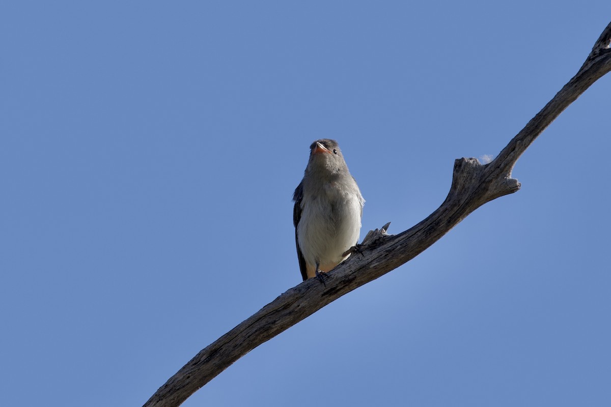 Mistletoebird - ML646029455