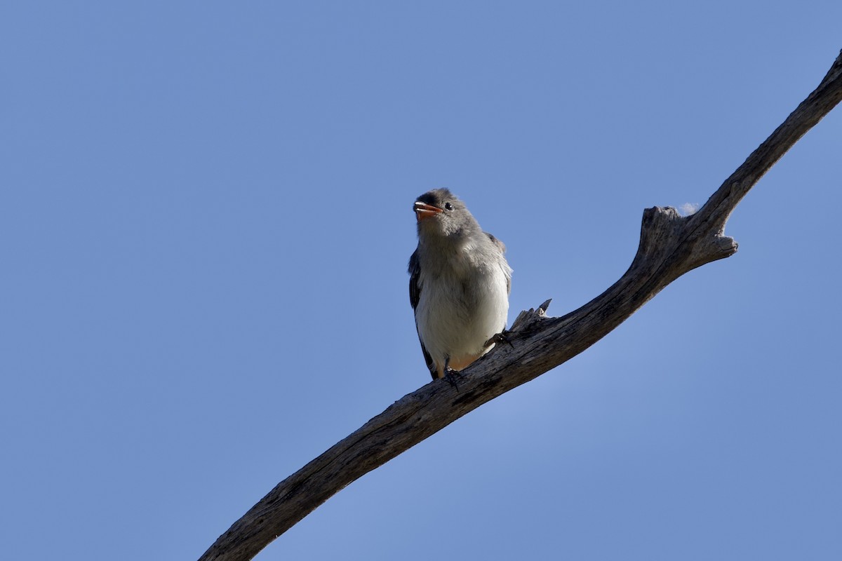 Mistletoebird - ML646029456