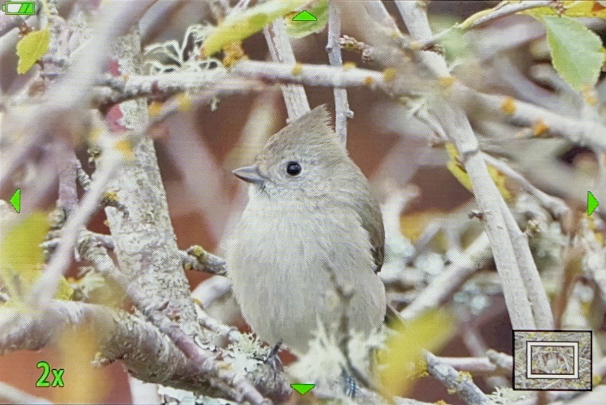 Mésange unicolore - ML646029457