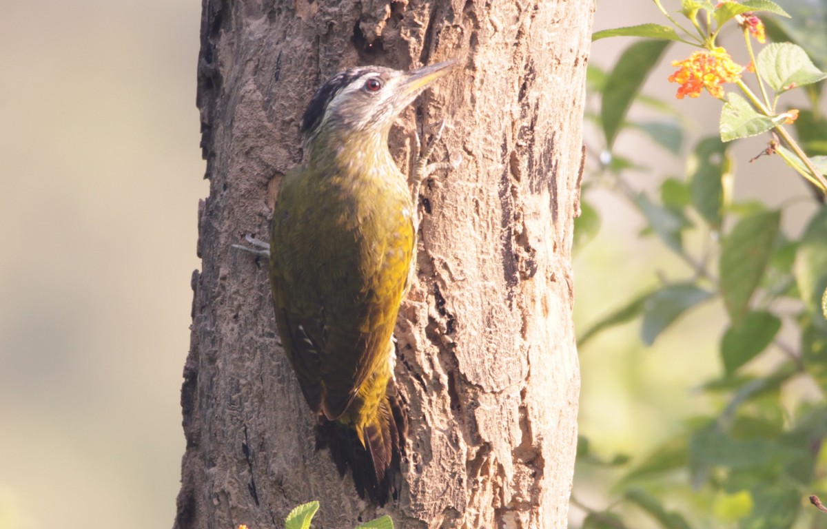 Streak-throated Woodpecker - ML646029458