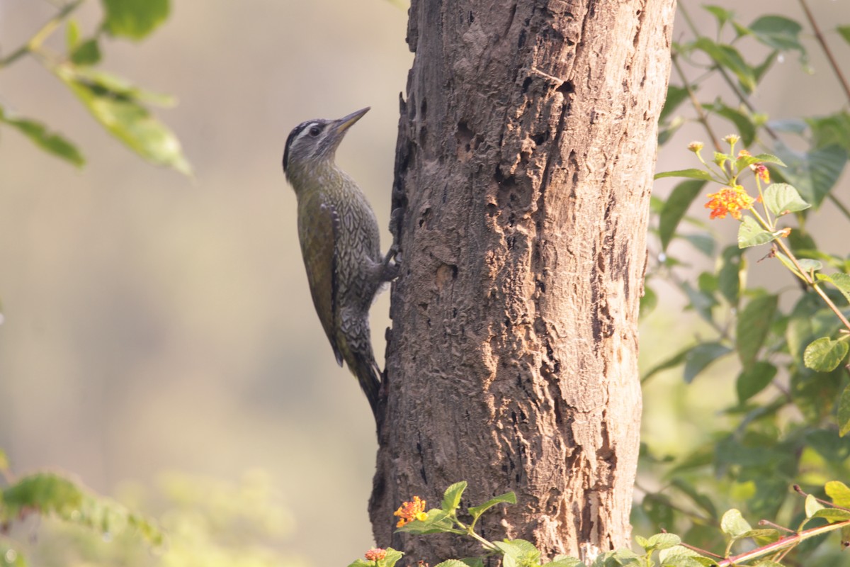 Streak-throated Woodpecker - ML646029460