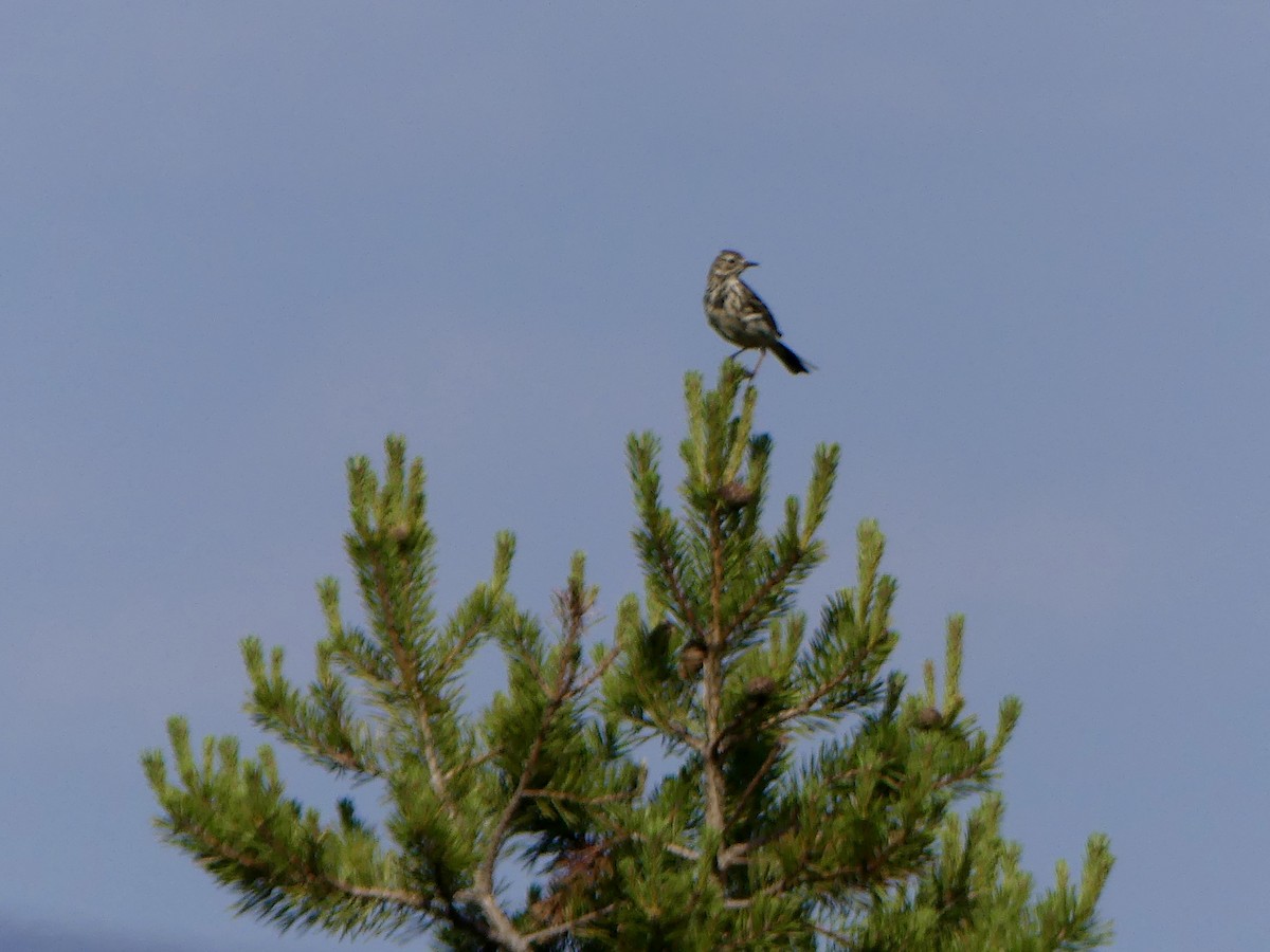 Meadow Pipit - ML646029461