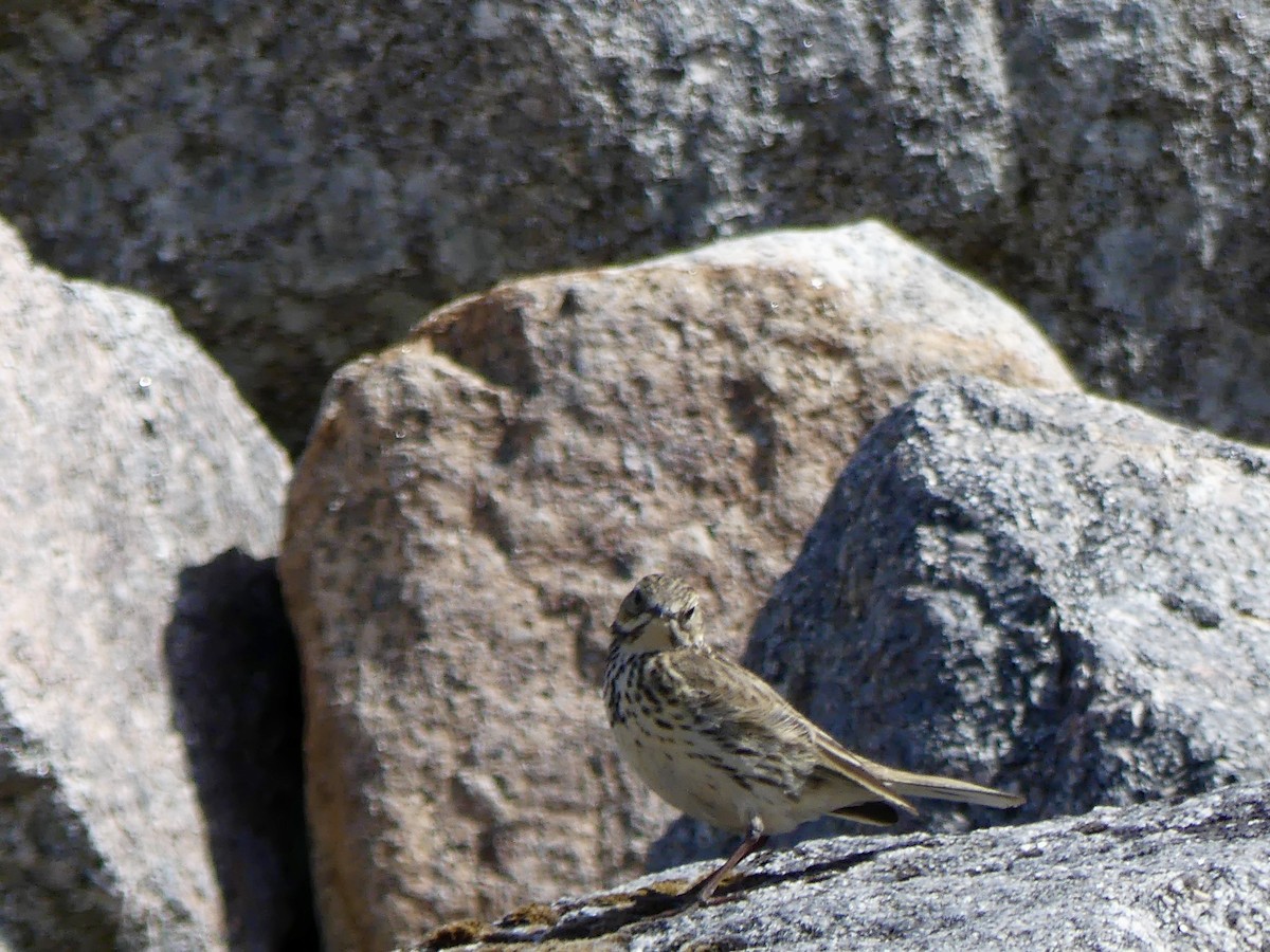 Meadow Pipit - ML646029462