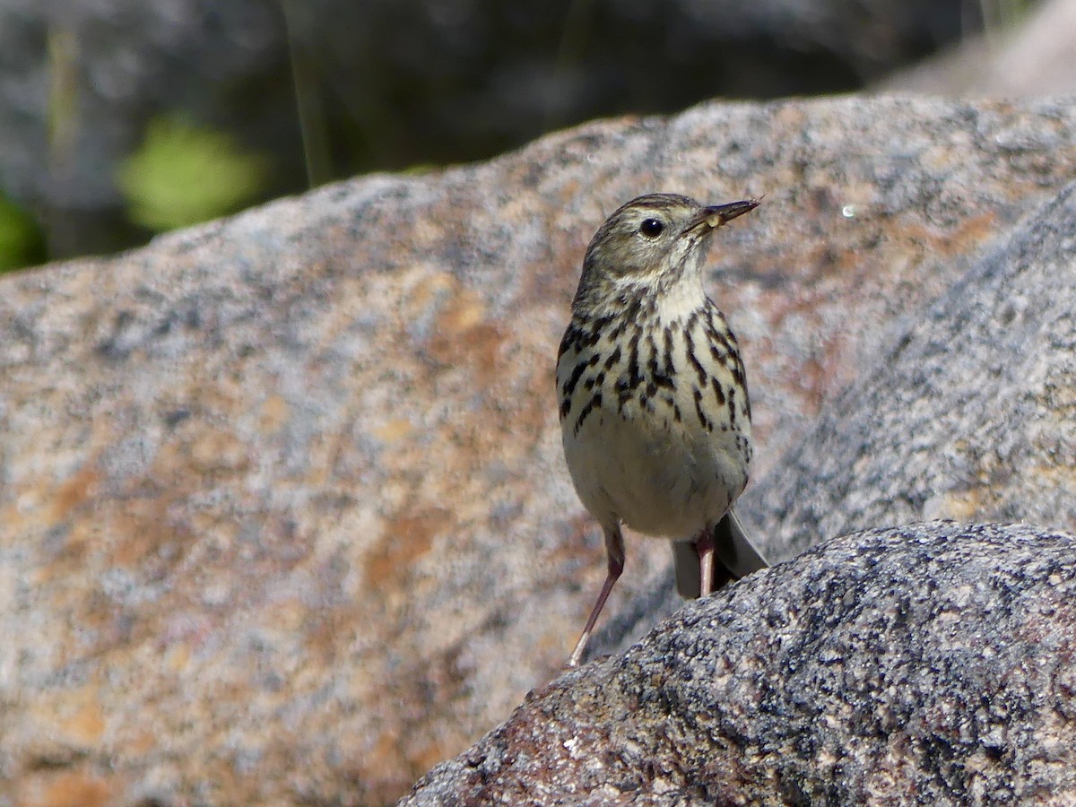 Meadow Pipit - ML646029463