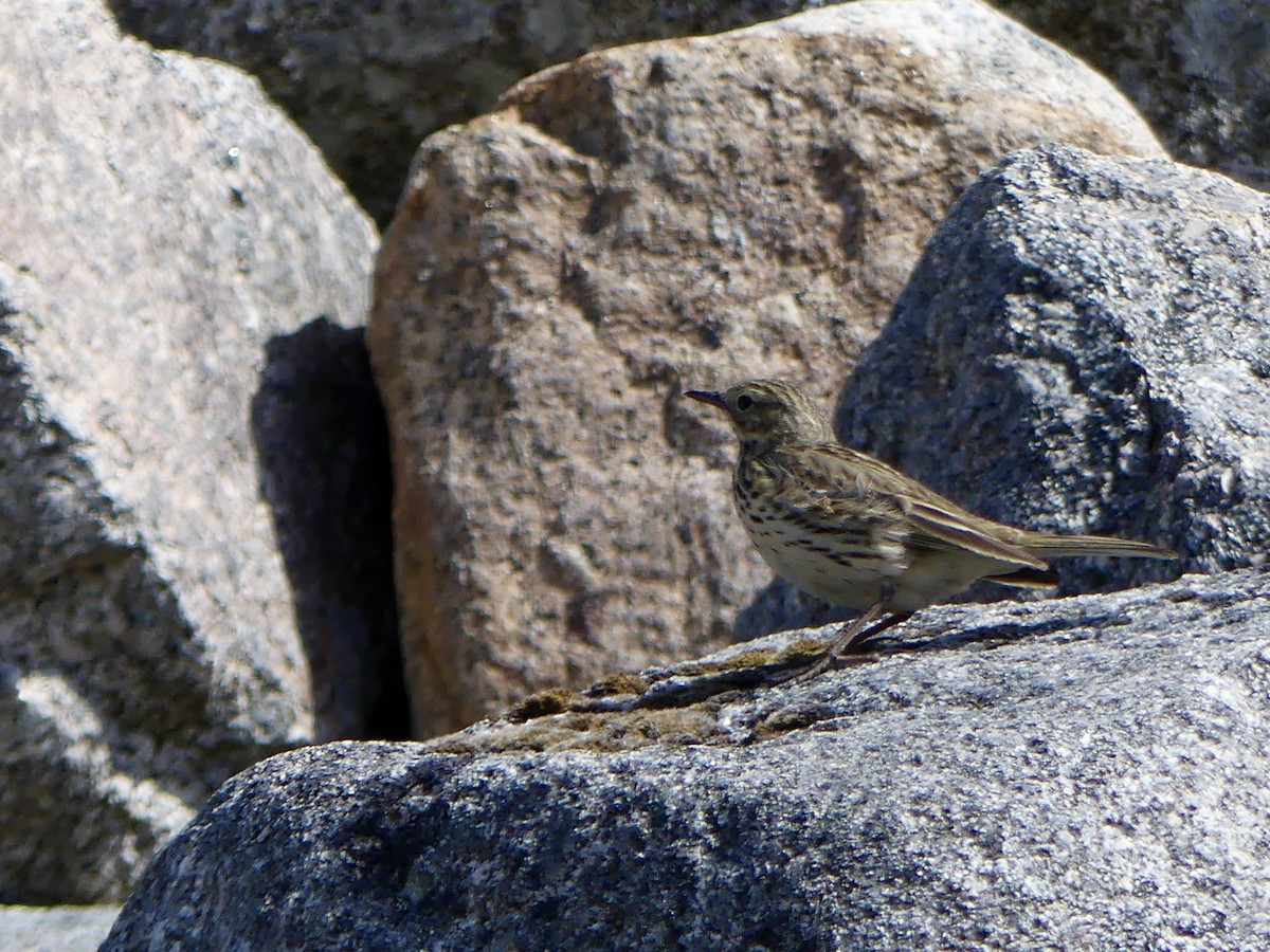 Meadow Pipit - ML646029464