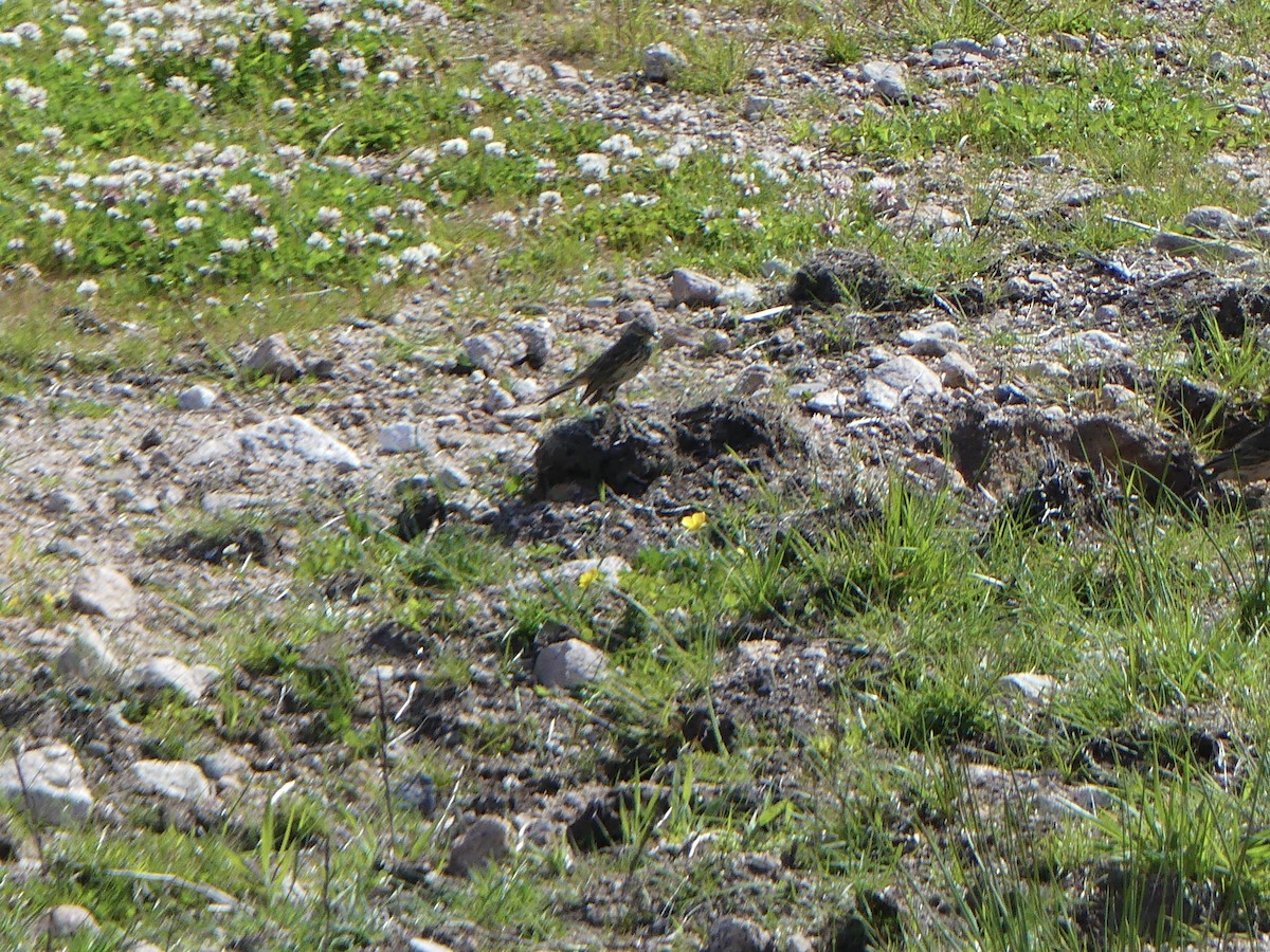 Meadow Pipit - ML646029465