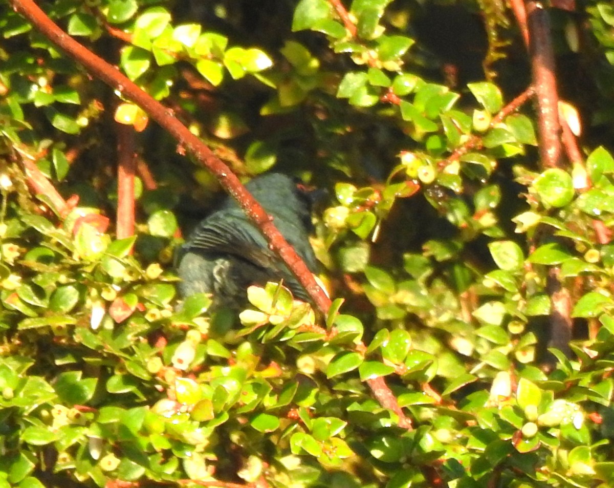 Andean Guan - ML646029466