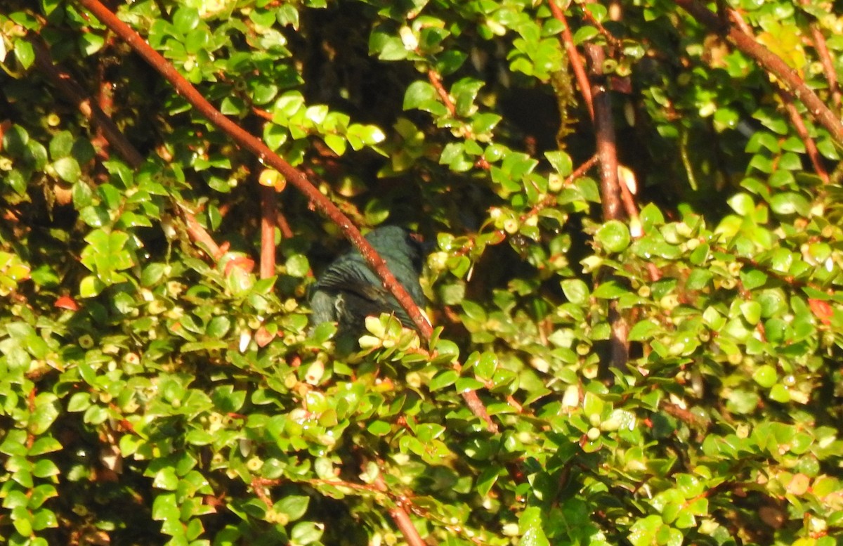 Andean Guan - ML646029467