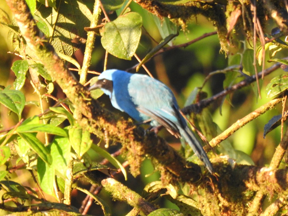 Andean Guan - ML646029468