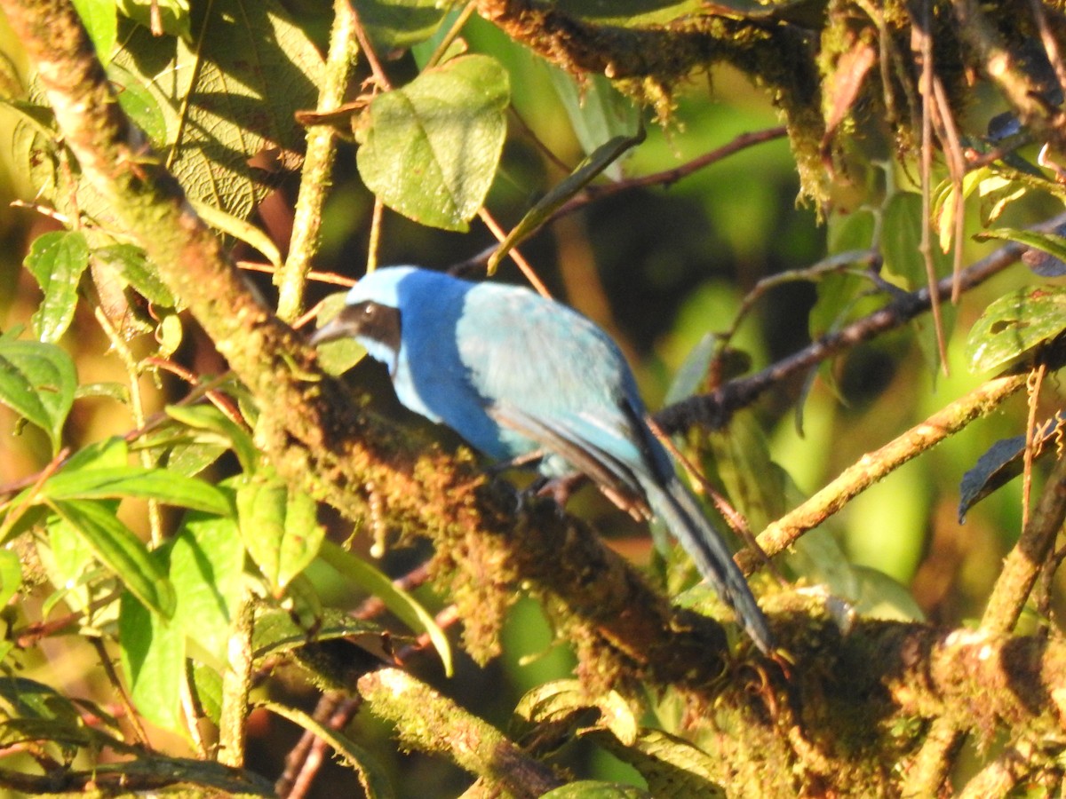 Andean Guan - ML646029469