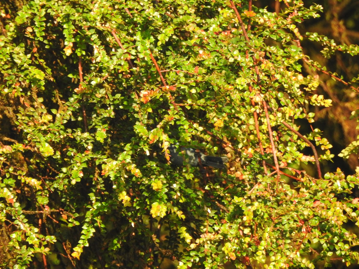 Andean Guan - ML646029470