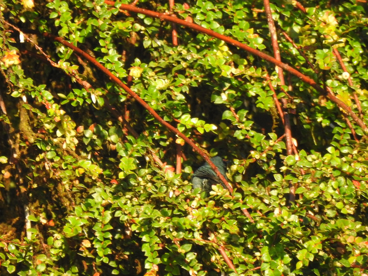 Andean Guan - ML646029471